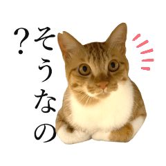 [LINEスタンプ] イケイケめぐ虎