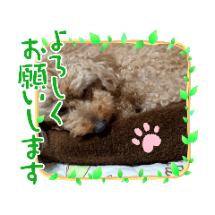 [LINEスタンプ] ココ＆フレンズ