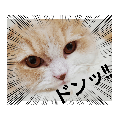[LINEスタンプ] みよし君です