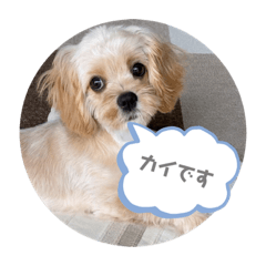 [LINEスタンプ] マンキャバカイくんのスタンプ