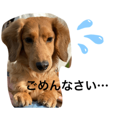 [LINEスタンプ] 耳たれワンコのダックス三兄弟❤︎