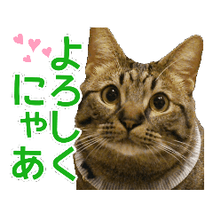[LINEスタンプ] 毎日使える【デカ文字】短足マンチカンにこ