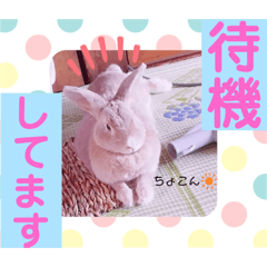 [LINEスタンプ] うさぎのハル 熱血編
