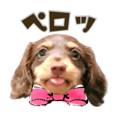 [LINEスタンプ] ダックス 日常 スタンプ