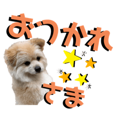 [LINEスタンプ] 我が家のハーフ犬ポメチ⑨