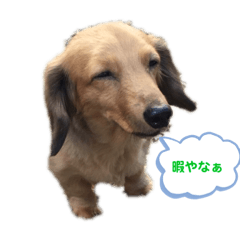 [LINEスタンプ] 大好きなペットたち❤️