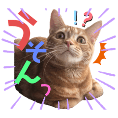 [LINEスタンプ] ただただ可愛い、こうめちゃんスタンプ♡2