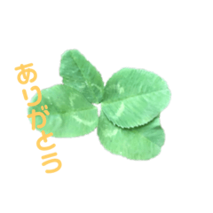 [LINEスタンプ] 幸せになる四葉のクローバー