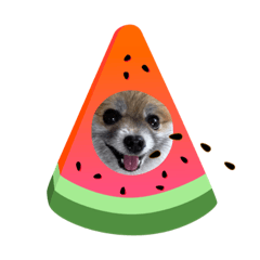 [LINEスタンプ] 黒ヒゲきなこの夏。