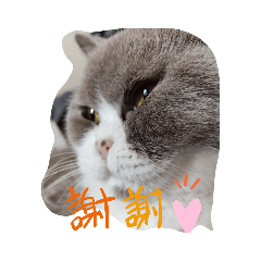 [LINEスタンプ] 飼い猫さん