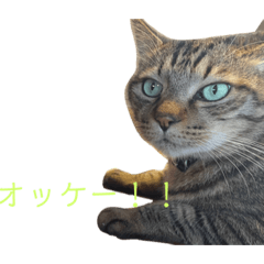 [LINEスタンプ] カール＆クレヨンの毎日