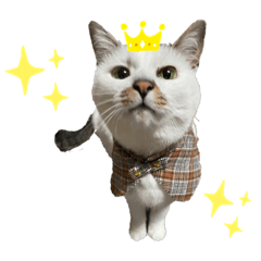 [LINEスタンプ] てんスタンプ☆2☆