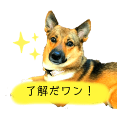 [LINEスタンプ] 雑種犬のすら君
