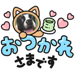 [LINEスタンプ] ボストンテリアのキュートなスタンプ(日常)