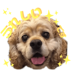 [LINEスタンプ] もりぞうさん（アメコカ）のスタンプ①