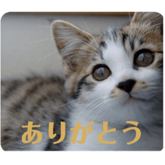 [LINEスタンプ] くろまめ幼少期スタンプ