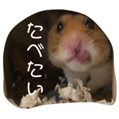[LINEスタンプ] はむスタ〜