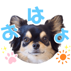 [LINEスタンプ] チワワックス★