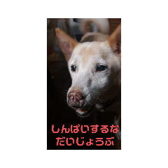 [LINEスタンプ] なかなか厳しく優しいウチのコ達