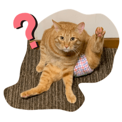 [LINEスタンプ] 松本家のゆかいな猫たち
