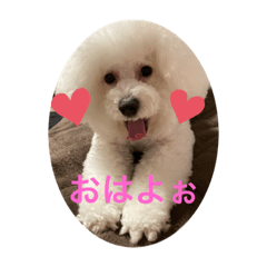 [LINEスタンプ] ビションフリーゼのプティー