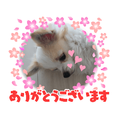 [LINEスタンプ] ゴージカスな癒やしのメッセージスタンプ