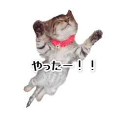 [LINEスタンプ] きじとらねこ小夏 2