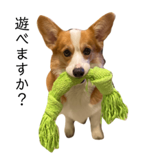 [LINEスタンプ] コーギー犬すずちゃん3