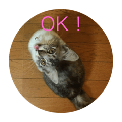 [LINEスタンプ] ねこねこねこーーー