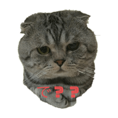 [LINEスタンプ] 猫の気持ちは態度に現れる(`✧ω✧´)