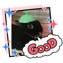 [LINEスタンプ] うさパンちゃん