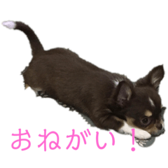 [LINEスタンプ] 犬三昧ver4