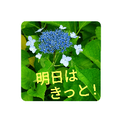 [LINEスタンプ] Field Flowers 4