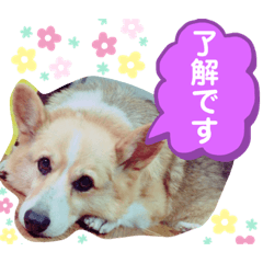 [LINEスタンプ] コーギーのコロン君
