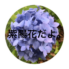 [LINEスタンプ] 6月の紫陽花！