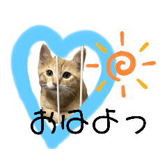 [LINEスタンプ] ネコのむぎ②