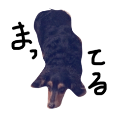 [LINEスタンプ] いっっっちばんかわいい犬
