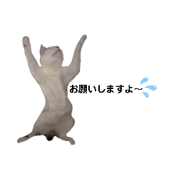 [LINEスタンプ] ネコにゃ日和〜その1