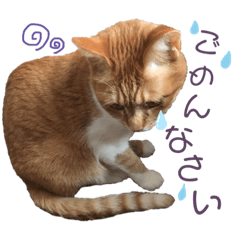 [LINEスタンプ] 茶トラ(♀)日和
