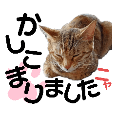 [LINEスタンプ] 家ネコ♪︎保護ネコ♪︎地域ネコ♪︎（参）