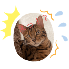 [LINEスタンプ] べるスタ