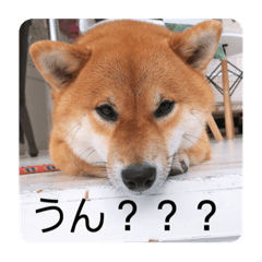 [LINEスタンプ] 柴犬チョコ スタンプ