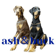 [LINEスタンプ] buck＆ash