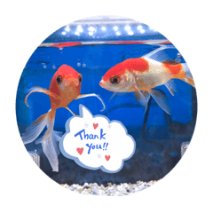 [LINEスタンプ] 仲良し金魚☆