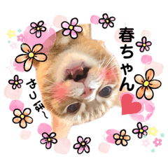 [LINEスタンプ] かいくんのラブ❤️びーむ