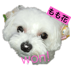 [LINEスタンプ] もも花スタンプ