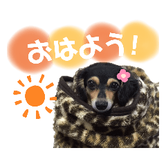 [LINEスタンプ] チワックスららのスタンプ