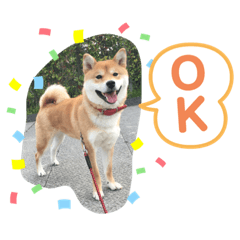 [LINEスタンプ] コロ助のいる生活