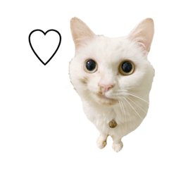 [LINEスタンプ] 猫のじゅん