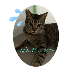 [LINEスタンプ] 可愛い癒し系愛猫